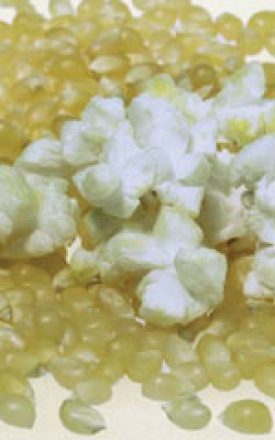 Corn - Robust Popcorn (Seeds)