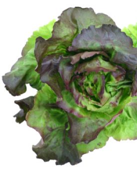 Lettuce - Prizehead (Seeds)
