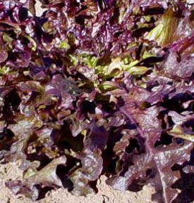 Lettuce - Red Oakleaf (Seeds)