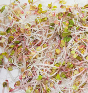 Red Radish Sprouts