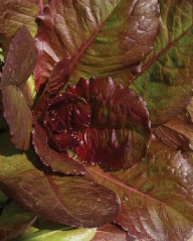 Lettuce - Red Romaine (Seeds)