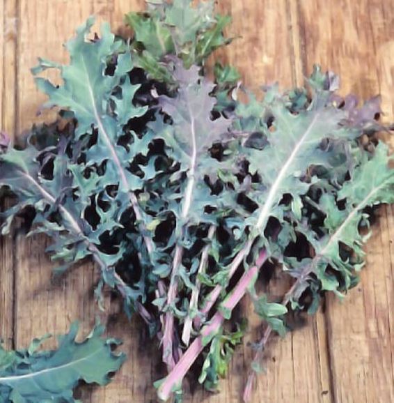 Kale - Red Russian Organic (Seeds)