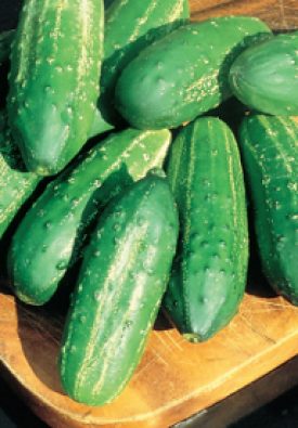 Cucumber - Regal Hybrid (Seeds)
