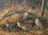 Puzzle - Quail