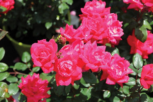 Rose - Double Knock Out Red