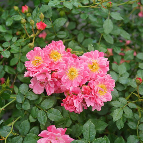 Rose - Oso Easy Double Pink