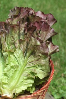 Lettuce - Ruby Red (Seeds)