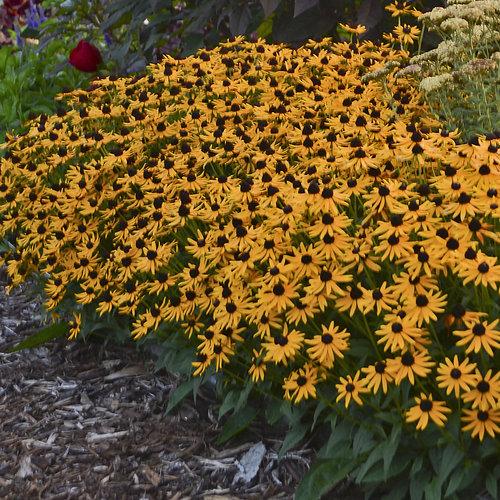 Rudbeckia - Little Goldstar