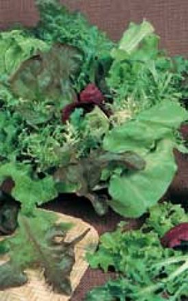 Mesclun Mixture - Salad Greens (Seeds)