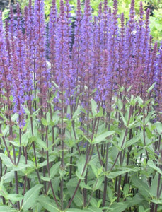 Salvia - Caradonna