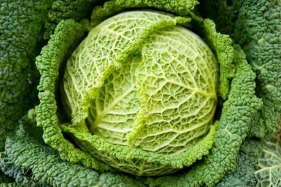 Cabbage - Savoy Chieftan (Seeds)