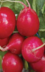 Radish - Scarlet Globe (Seeds)