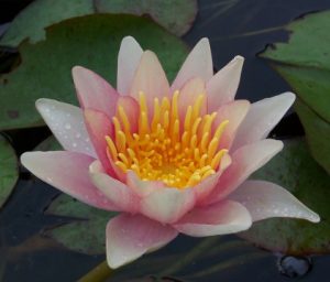 Hardy Water Lily - Sioux 8"