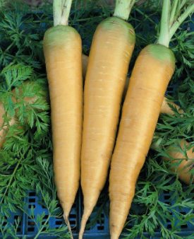 Carrot - Solar Yellow (Seeds)