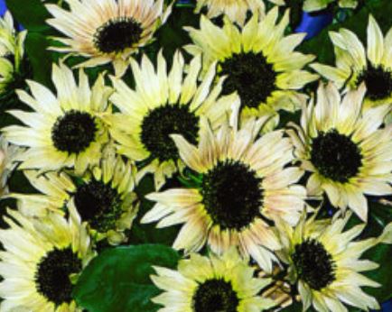 Sunflower - Summer Moon Hybrid (Seeds)