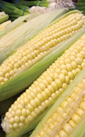 Corn - Sunnyvee (Sweet Corn) (Seeds)