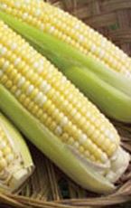 Corn - Supersweet 2171 Organic (Seeds)