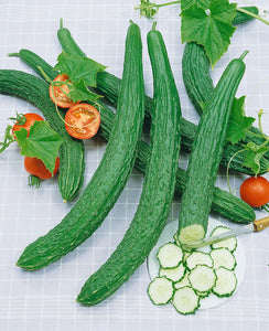 Cucumber - Suyo Long (Seeds)
