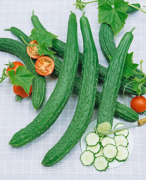 Cucumber - Suyo Long (Seeds)