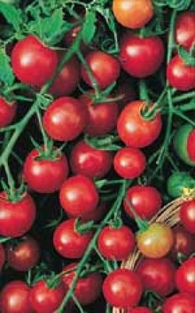 Tomato - Sweetie (Seeds)