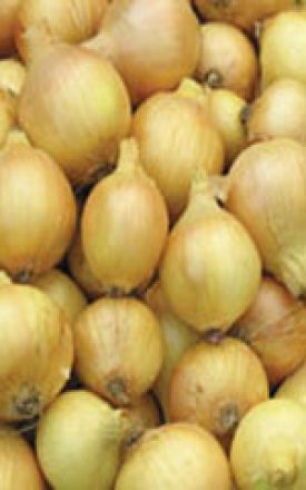 Onion - Sweet Spanish Utah (Seeds)