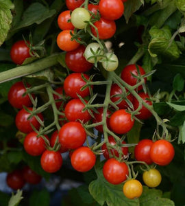 Tomato - Candyland (Seeds)