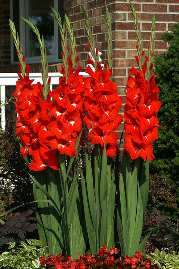 Gladiolus Bulbs - Traderhorn