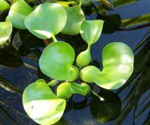 Water Hyacinth - Standard