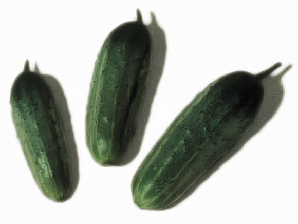Cucumber - Wisconsin SMR 58 (Seeds)