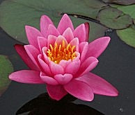 Water Lily - Yuh Ling Hardy Pink 8"